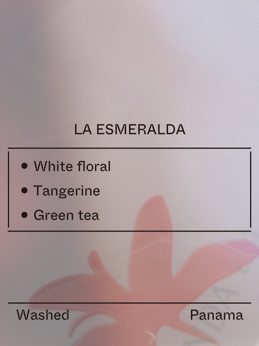 Panama - La Esmeralda, Ethiopian Landrace